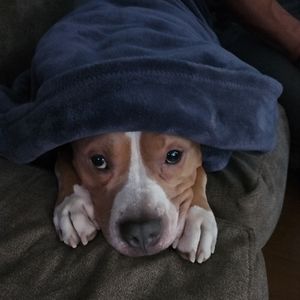 Meet your Posher, Angel